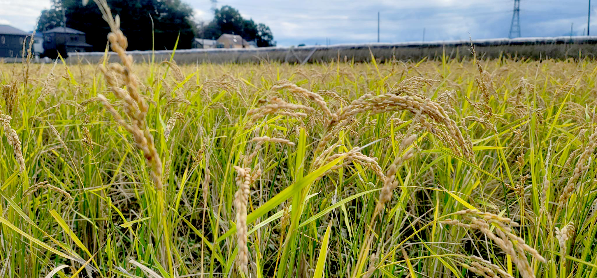 米人になろうプロジェクト - 繁昌農園